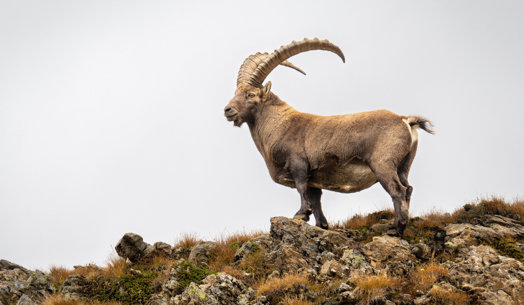How to Maintain Capricorn Compatibility in Love and Marriage – Astrologer Daddy