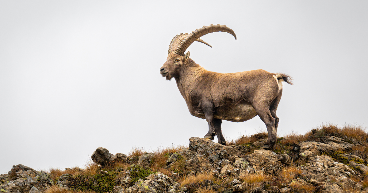 How to Maintain Capricorn Compatibility in Love and Marriage How to Maintain Capricorn Compatibility in Love and Marriage